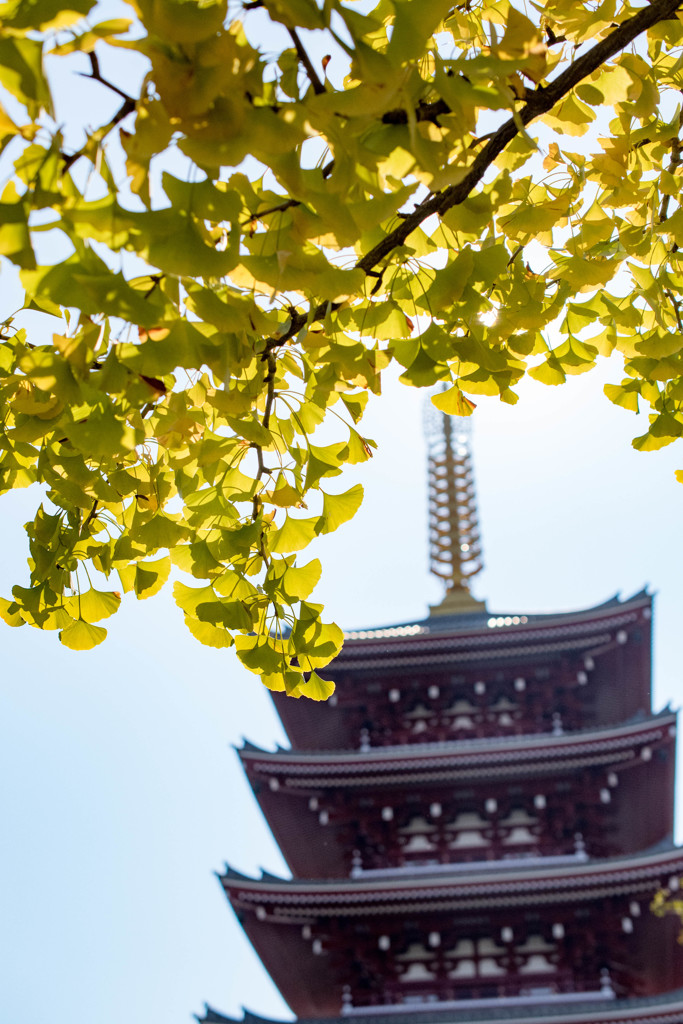浅草旅行記　銀杏と五重塔
