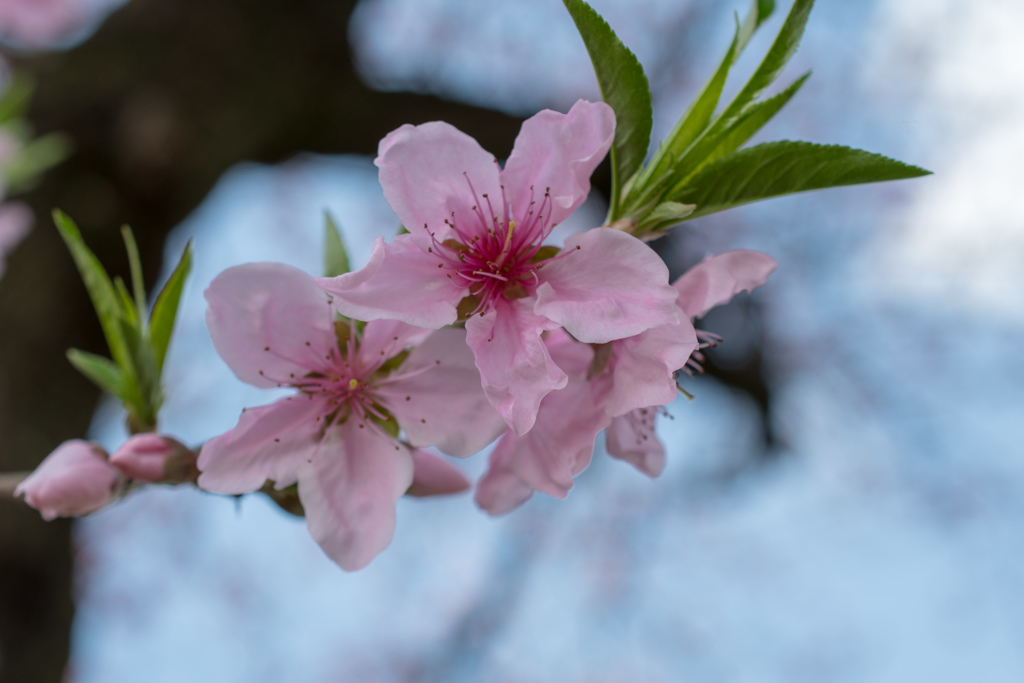 濃い桜