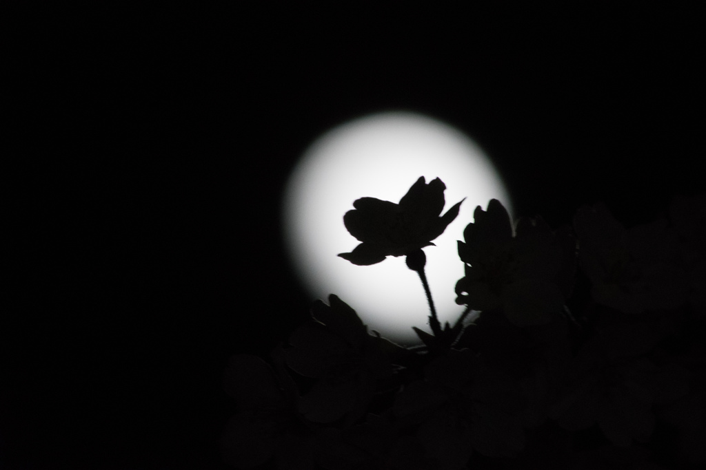 夜桜