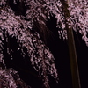 枝垂桜-3