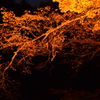 黄葉-1