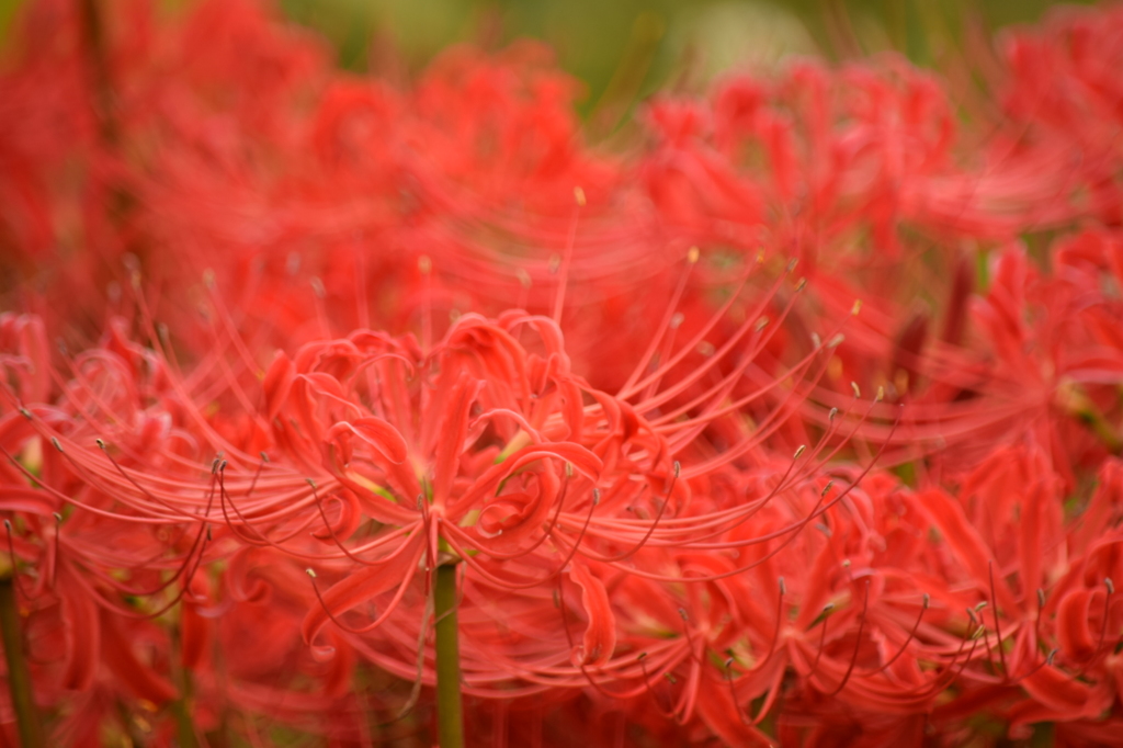 紅