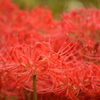 紅