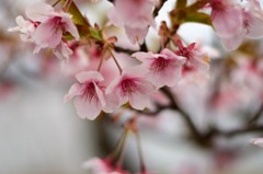 山桜-2