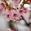 山桜-2