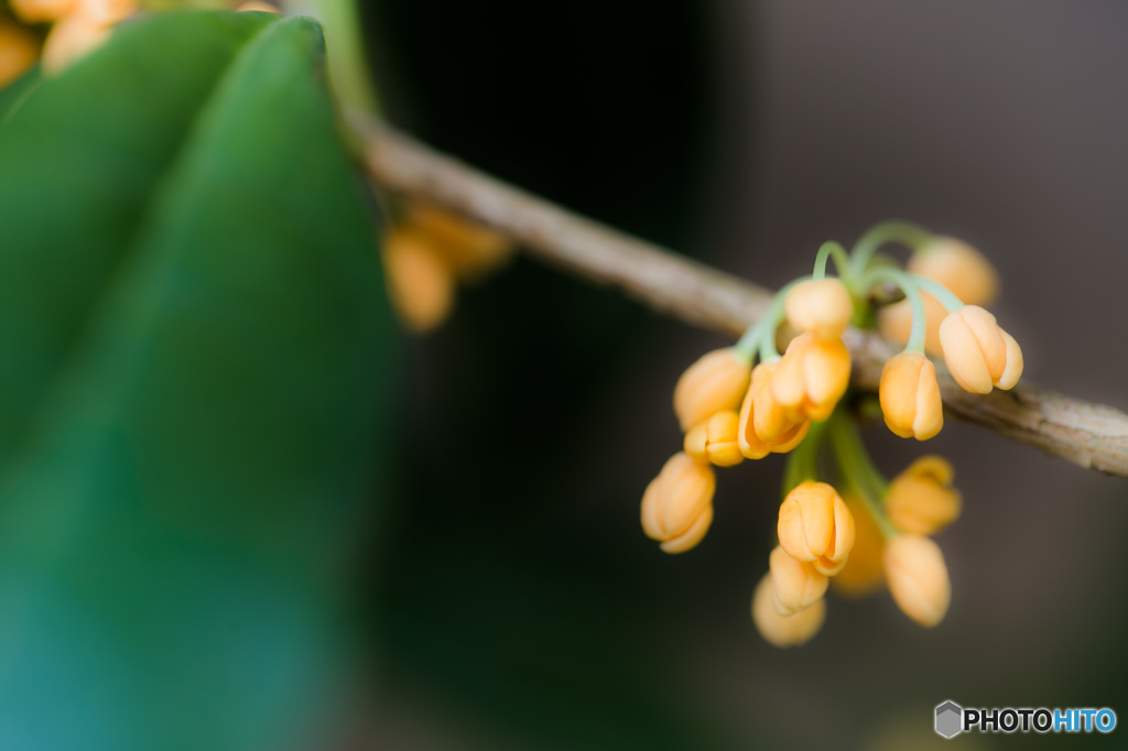 花言葉「陶酔」