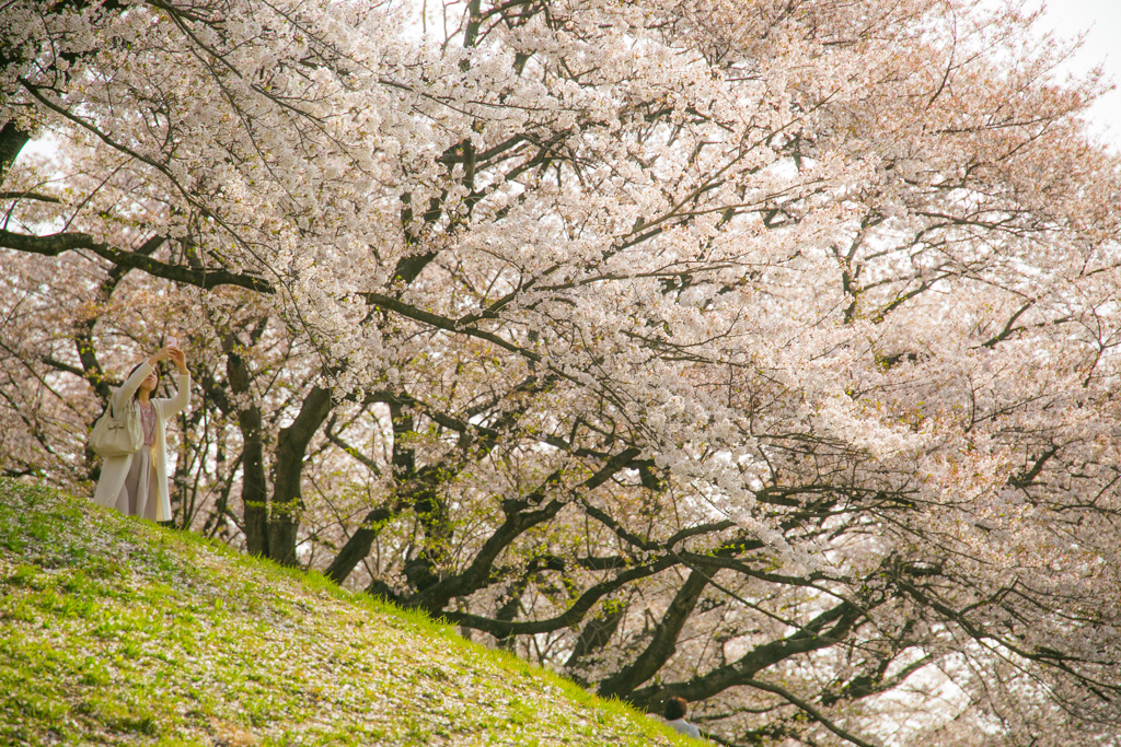 散り始めの桜