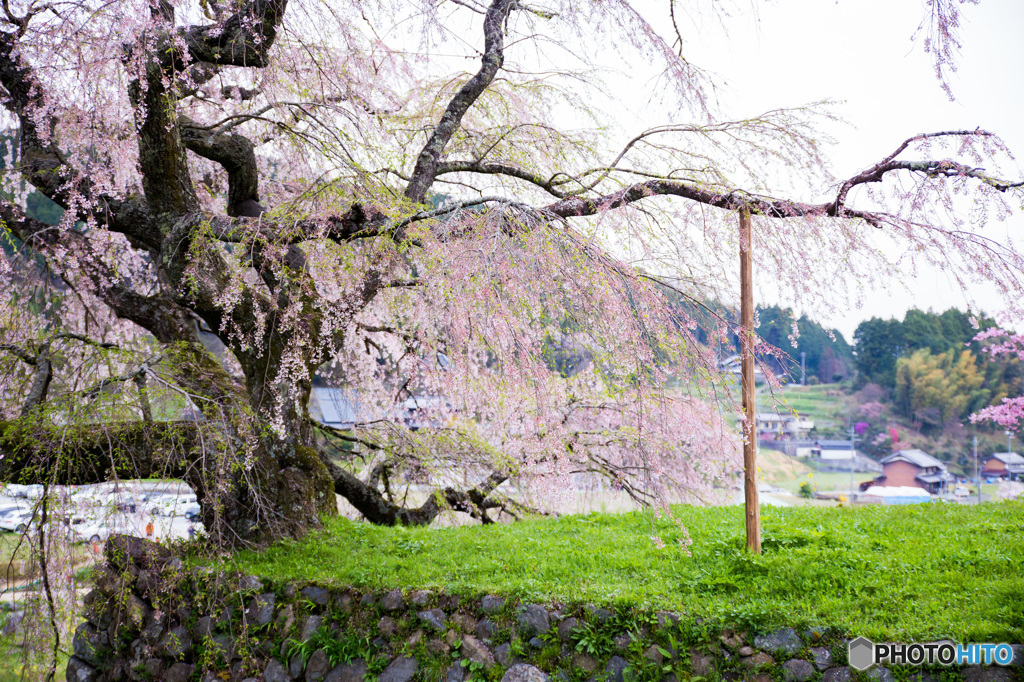 縁の下の力持ち　～又兵衛桜～