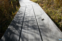 行く手に、クリップ･･･？