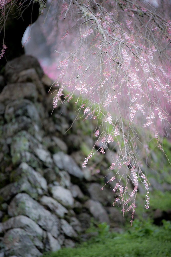 瀧桜の指先1