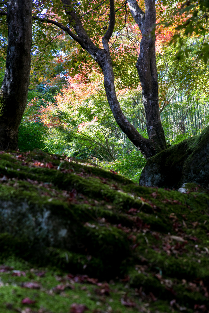 苔越しに...