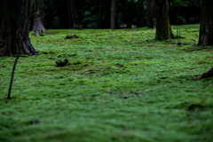 Ground cover plants