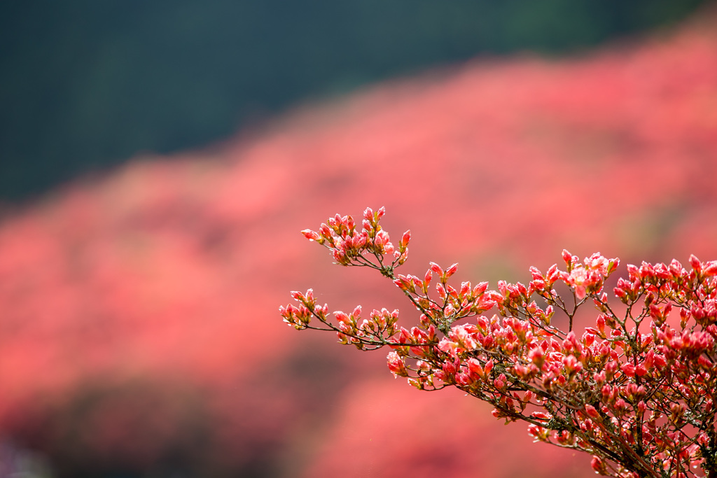 開花を待つ