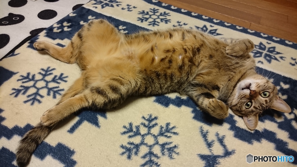 モフっていいよ