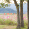 藤原宮跡　～朝風景～