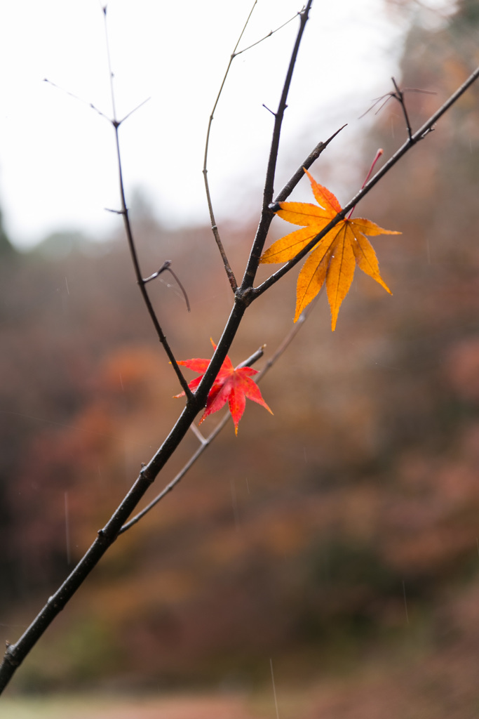 雨だけど･･･③