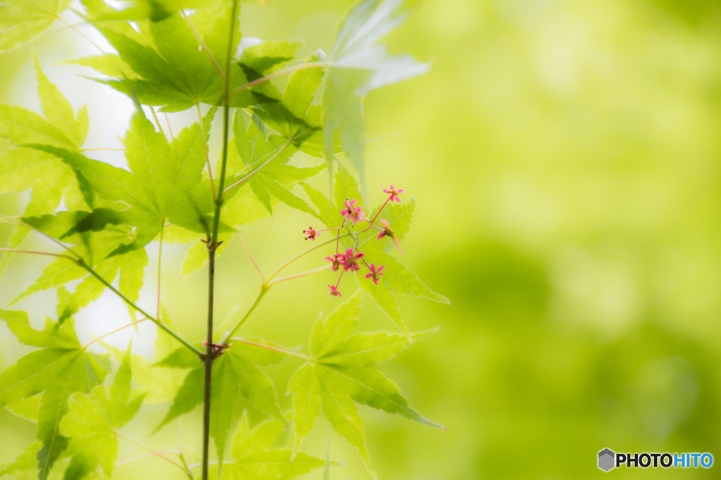 残り花