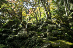 苔の石庭