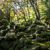 苔の石庭