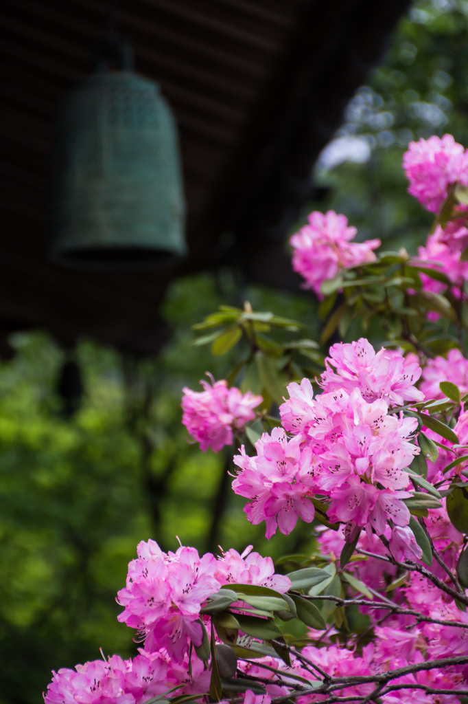 日本石楠花