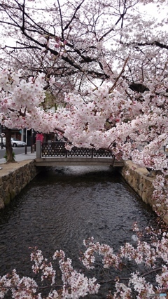 京都木屋町 高瀬川の桜