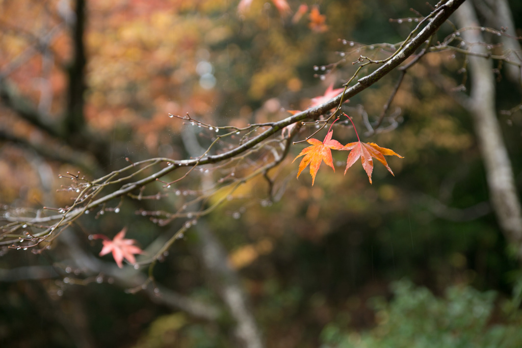 今年最初の紅葉狩りは、雨天...