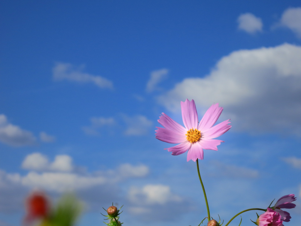 秋桜、ひとつ