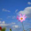 秋桜、ひとつ