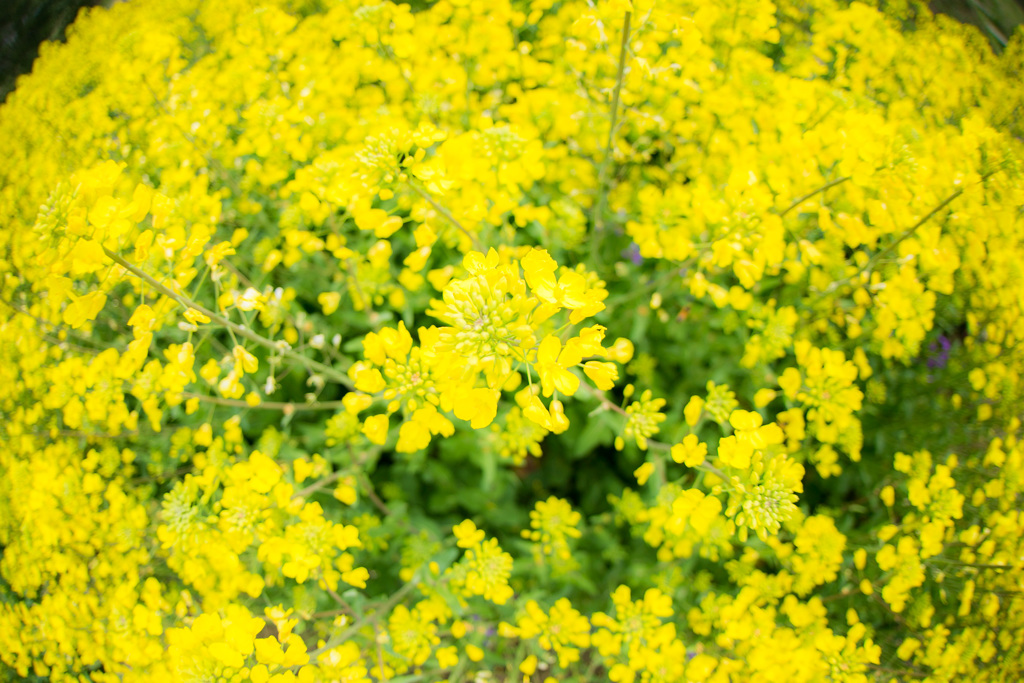 yellow!