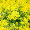 yellow!