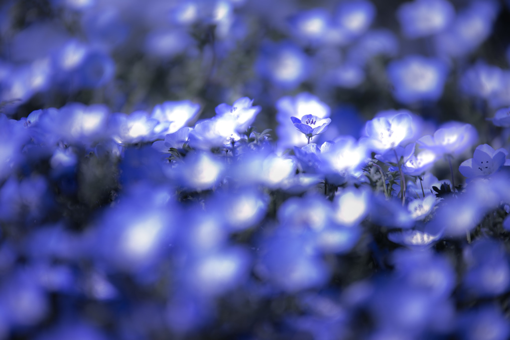 灯る花