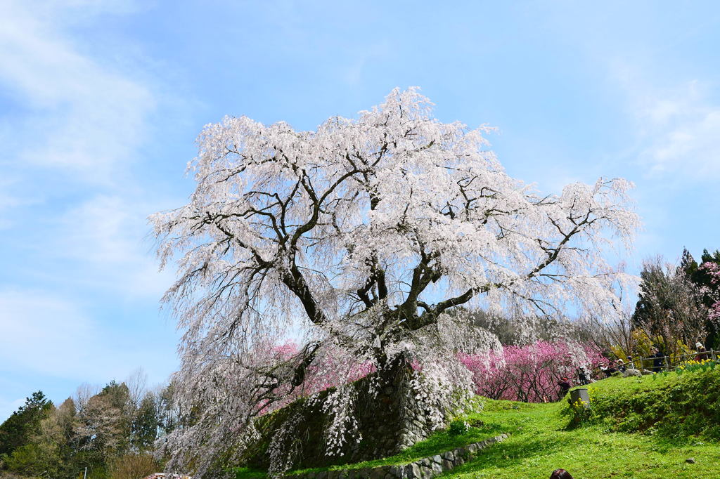 又兵衛桜2
