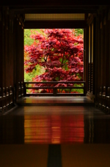 春紅葉