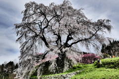 又兵衛桜