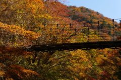 紅葉の中の吊り橋
