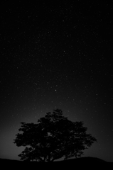 星明りに照らされた1本の木