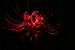 紅