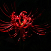 紅