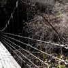 紅葉終わりの吊り橋