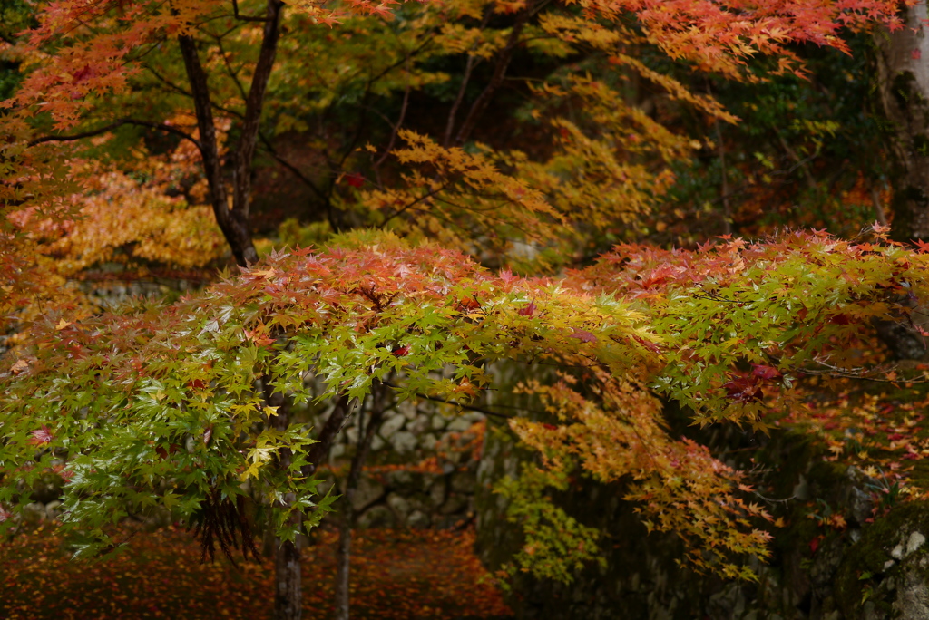 雨の日の紅葉