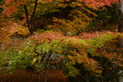 雨の日の紅葉