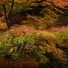雨の日の紅葉
