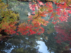 清水園  紅葉