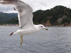 笹川流れ  遊覧船から