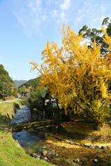 廃校の大イチョウ