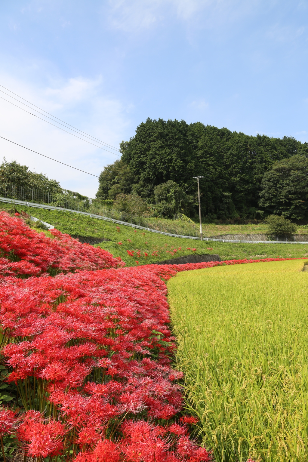 空と稲と彼岸花