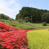 空と稲と彼岸花