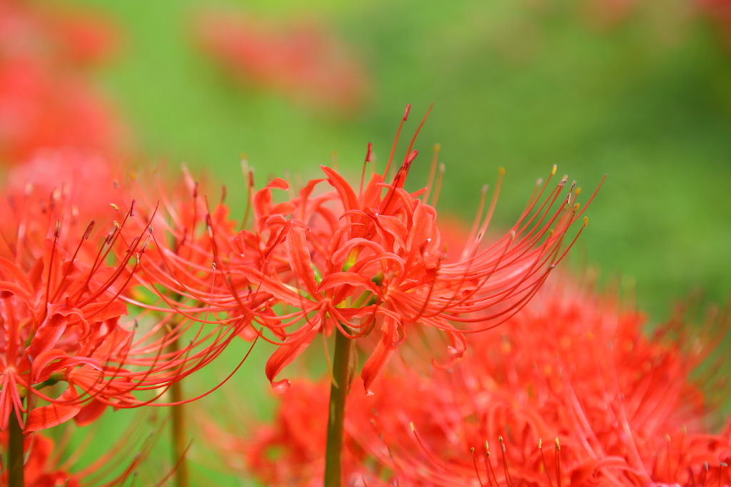 ひとしべごとの芸術