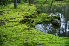 苔寺にて