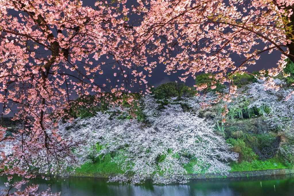 夜桜二色